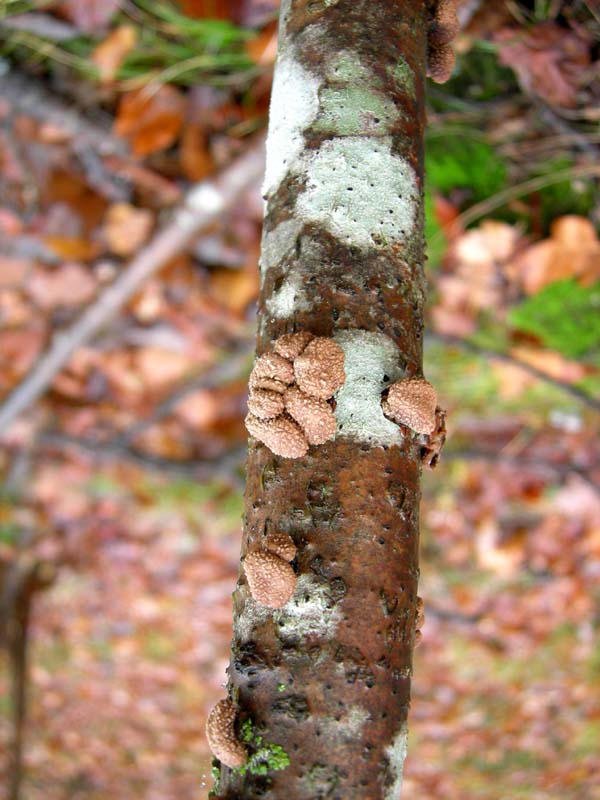 Funghi di oggi (8 dic 06)...