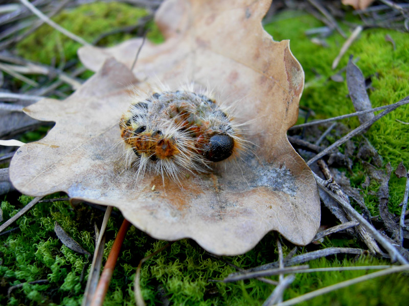 Processionaria del pino.....Thaumetopoea pityocampa (TN)