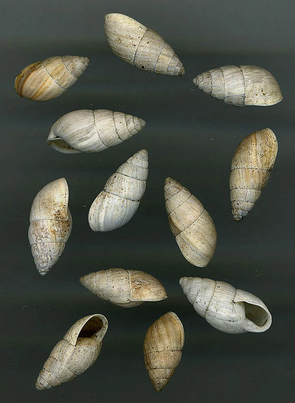 Zebrina (Zebrina) detrita (O.F. Mller, 1774)