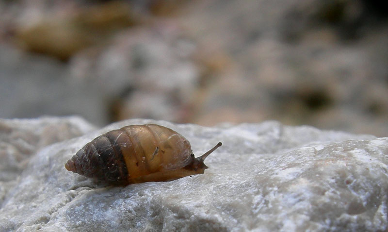 Granaria illyrica (Rossmssler, 1837)  in Val Gole (TN)