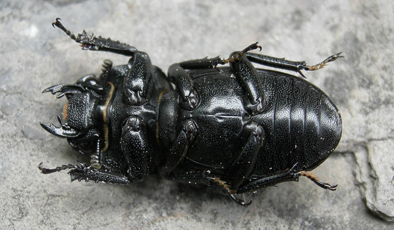 Dorcus parallelipipedus (Lucanidae)