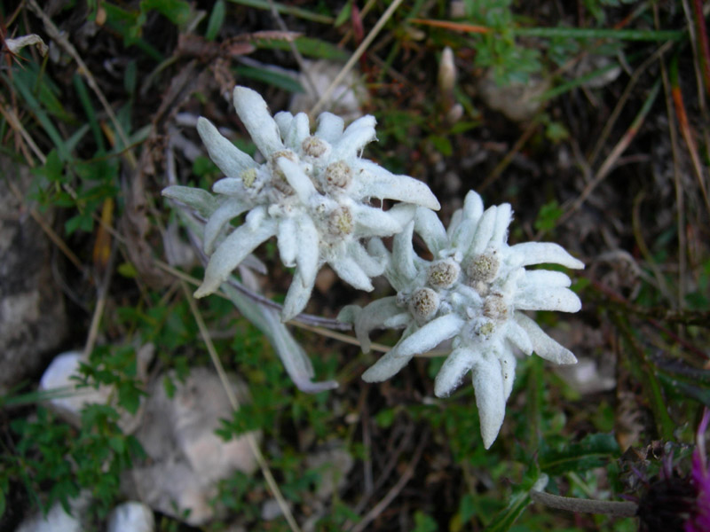 Le C unturines 3064 m. .......seconda parte