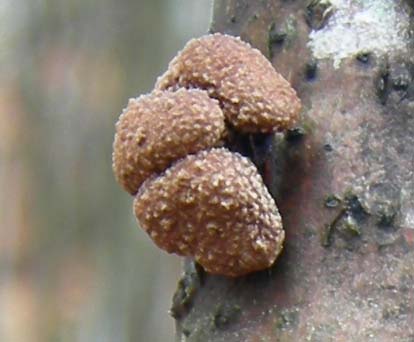 Funghi di oggi (8 dic 06)...