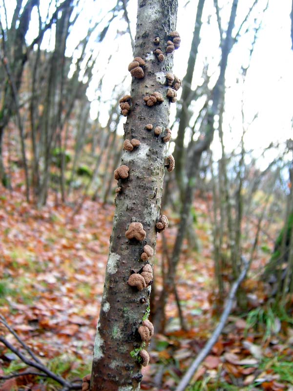 Funghi di oggi (8 dic 06)...
