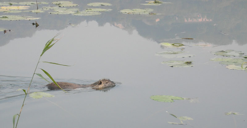 Nutrie - Lago Fimon, Vicenza