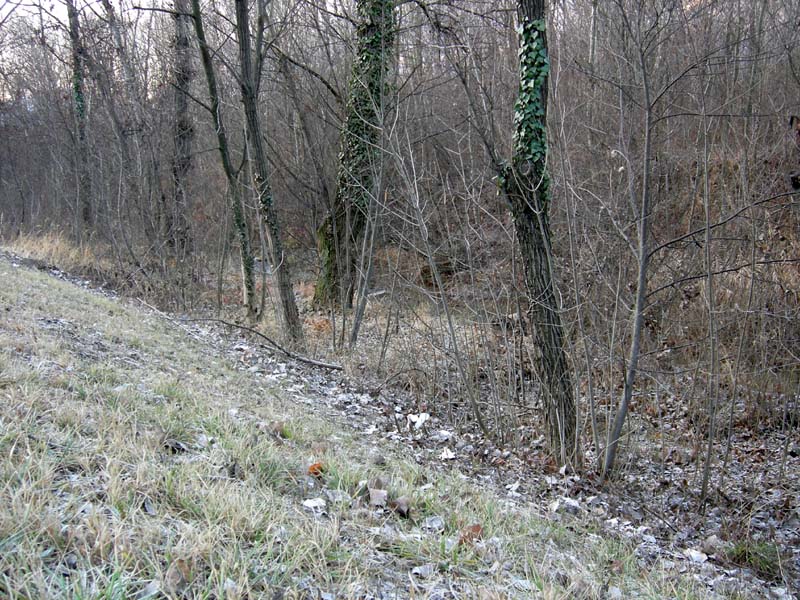 A caccia di Pleurotus.....parte2.
