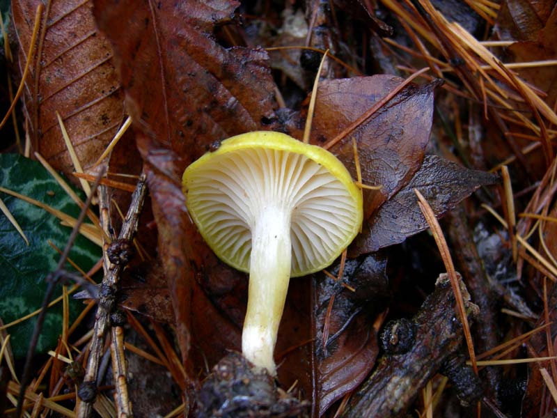 Funghi di oggi (8 dic 06)...