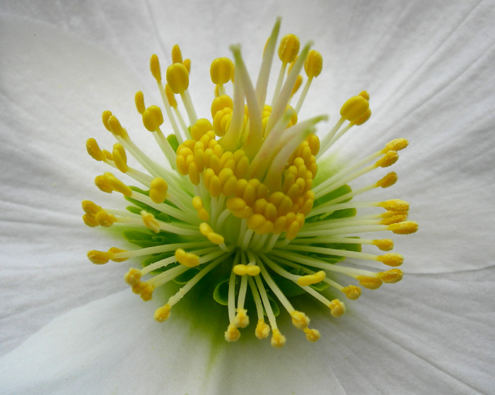 Helleborus niger / Rosa di Natale
