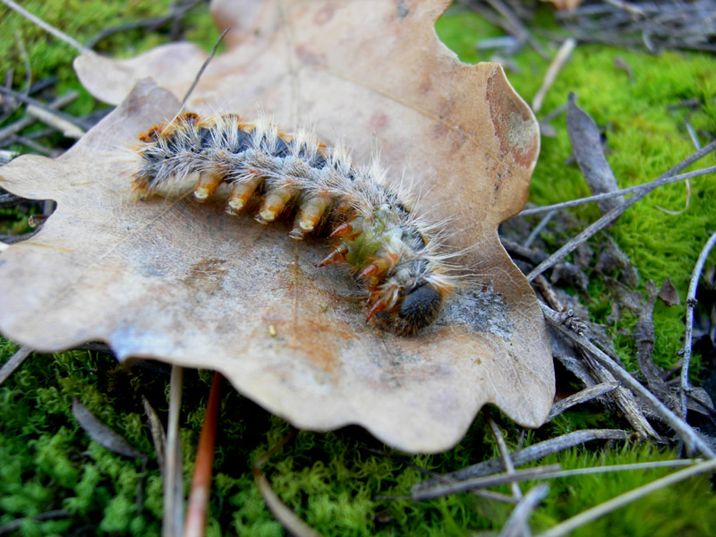 Processionaria del pino.....Thaumetopoea pityocampa (TN)