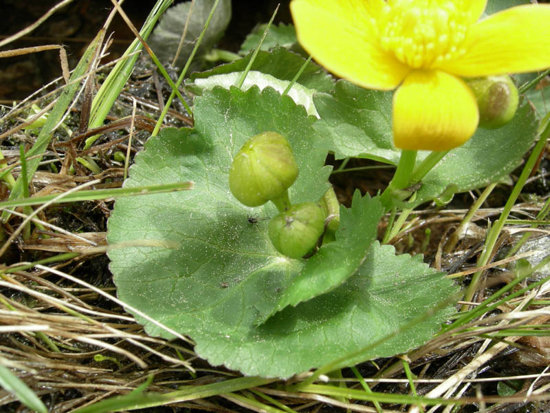 Caltha palustris / Calta