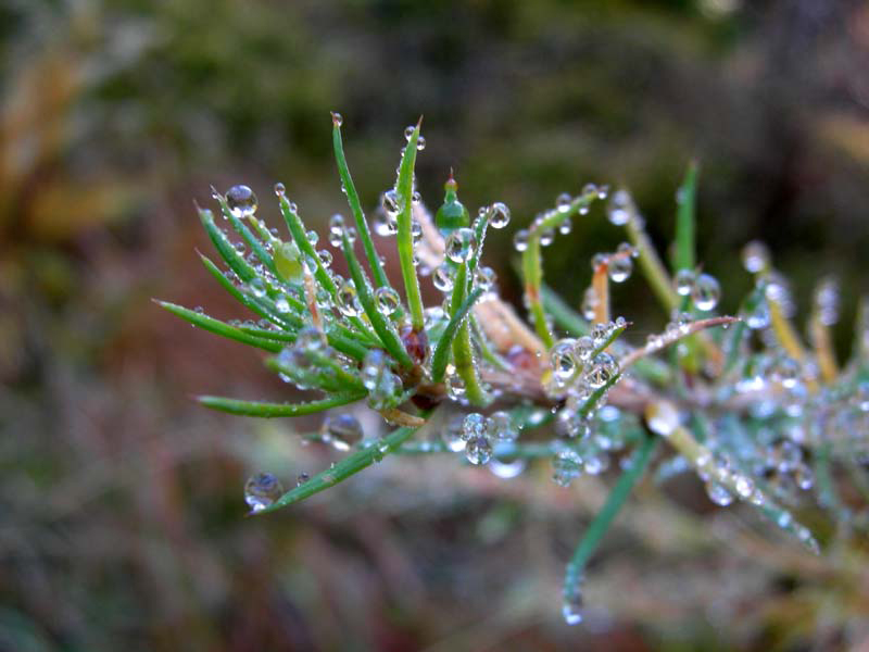 Monte Cengello.....escursione