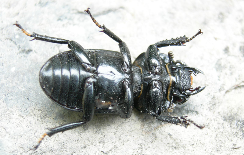 Dorcus parallelipipedus (Lucanidae)