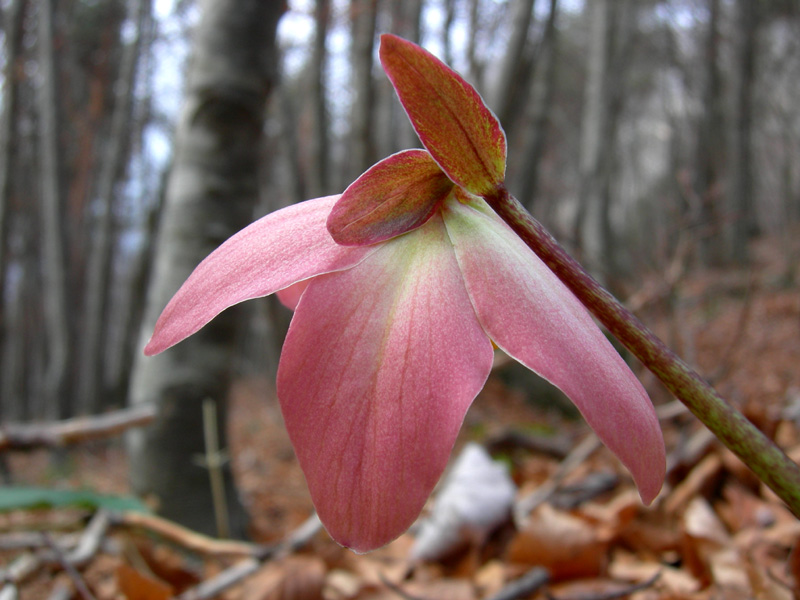Helleborus niger / Rosa di Natale