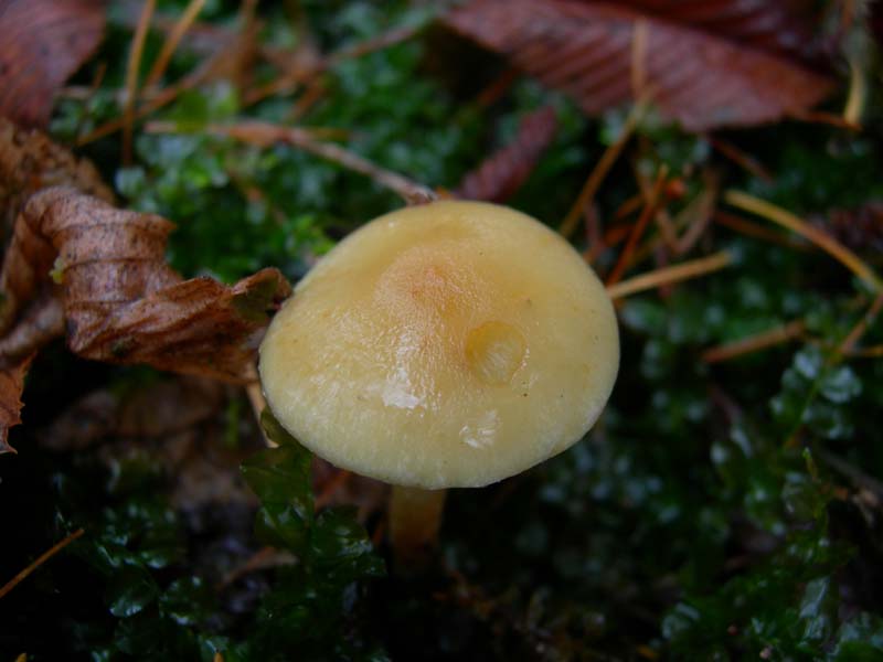 Funghi di oggi (8 dic 06)...