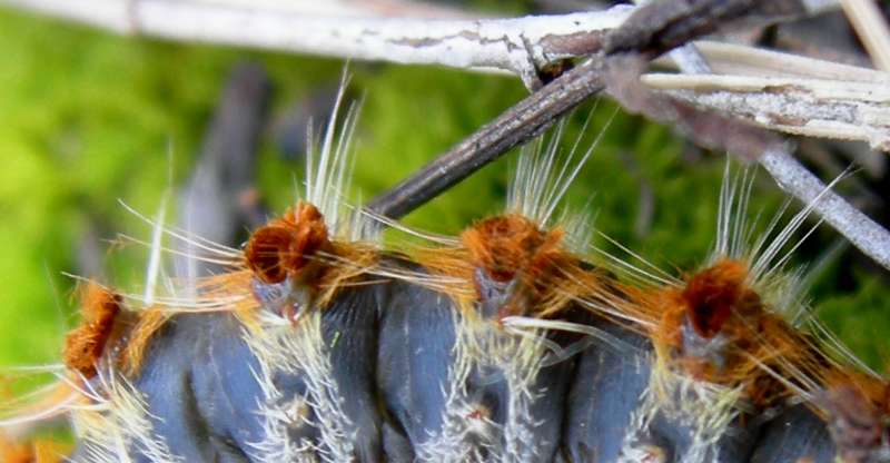 Processionaria del pino.....Thaumetopoea pityocampa (TN)