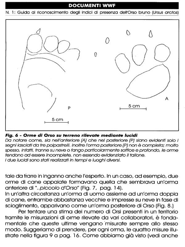 Ursus arctos.....le tracce e le orme