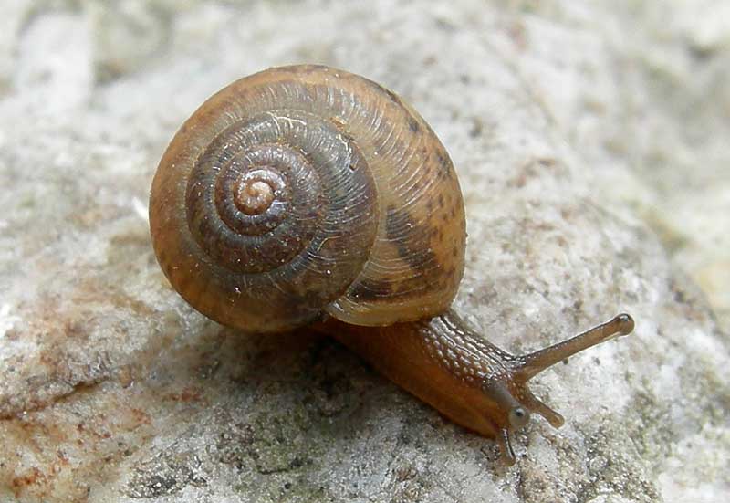 Euomphalia strigella e Monachoides incarnatus (O.F. Mller, 1774)