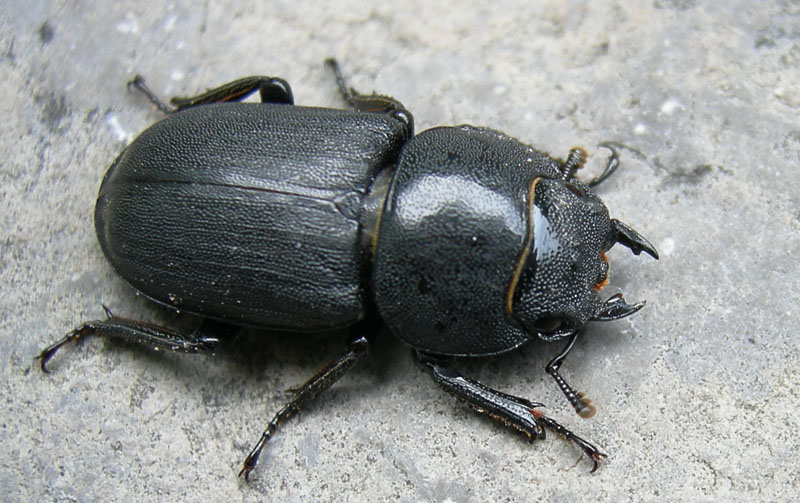 Dorcus parallelipipedus (Lucanidae)