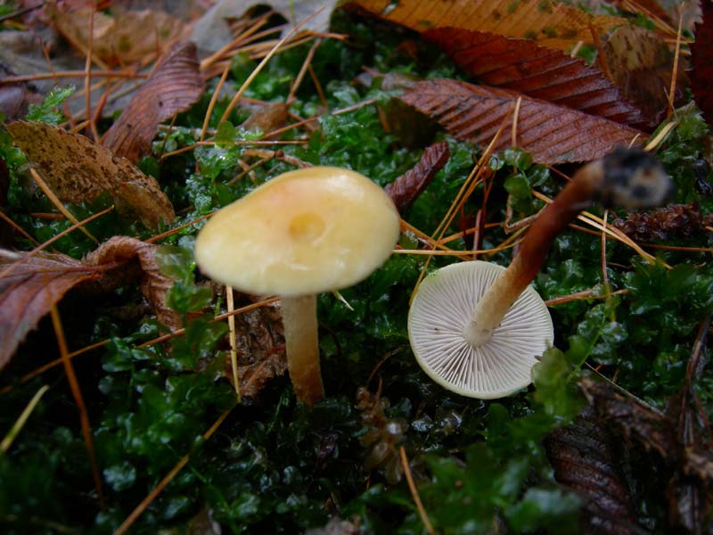 Funghi di oggi (8 dic 06)...