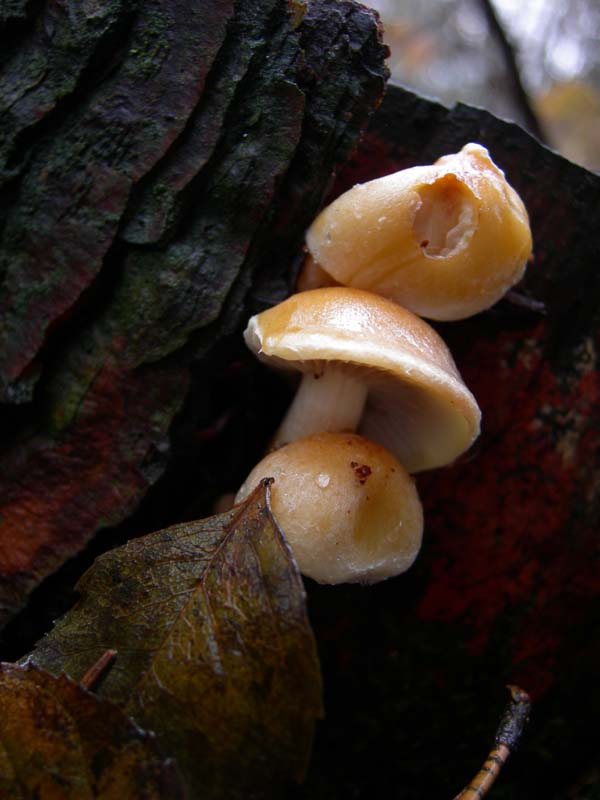 Funghi di oggi (8 dic 06)...