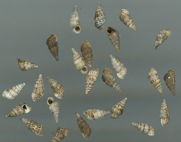 Cochlostoma septemspirale septemspirale (Razoumowsky,1789)