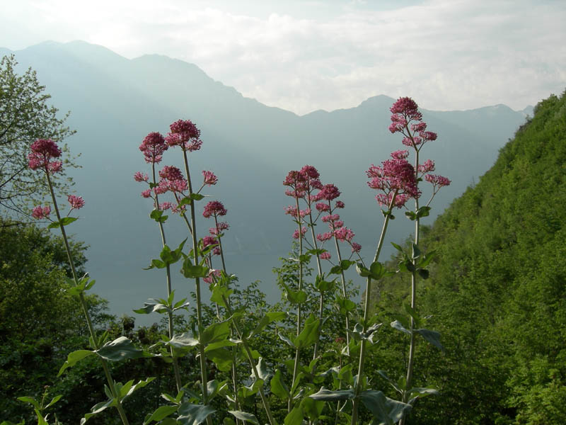 Cima Nara e Cima al Bal......(Alpi di Ledro)