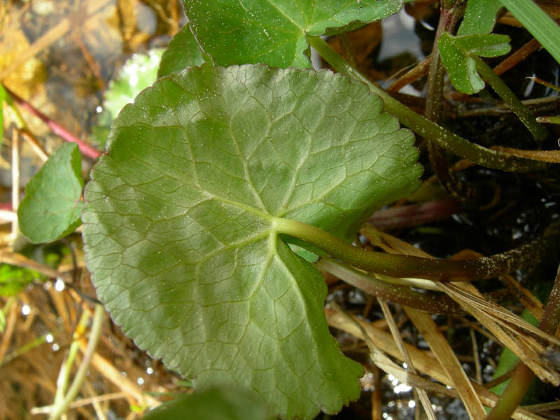 Caltha palustris / Calta