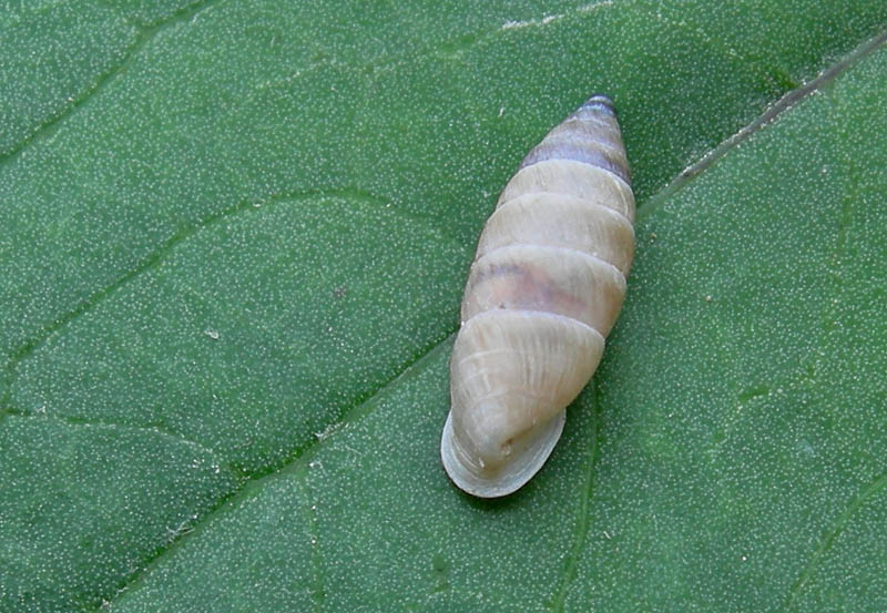 Granaria illyrica (Rossmssler, 1837)  in Val Gole (TN)