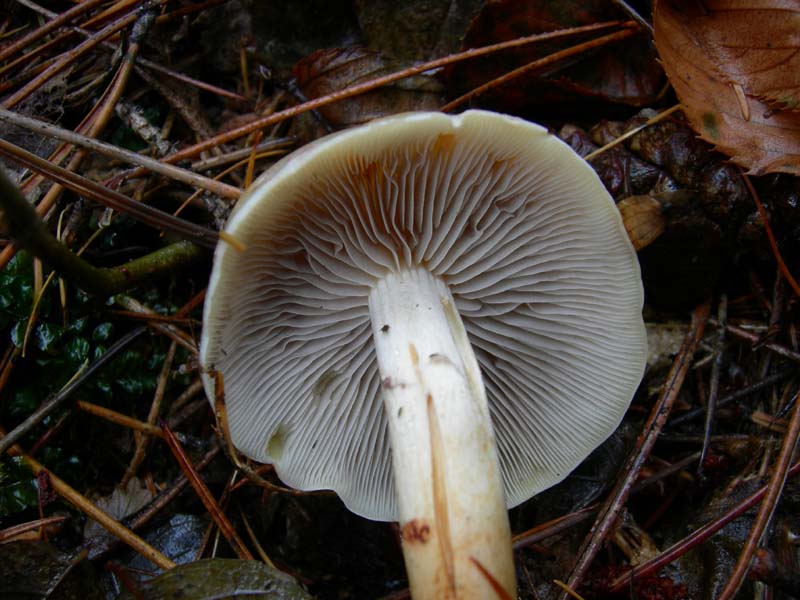 Funghi di oggi (8 dic 06)...