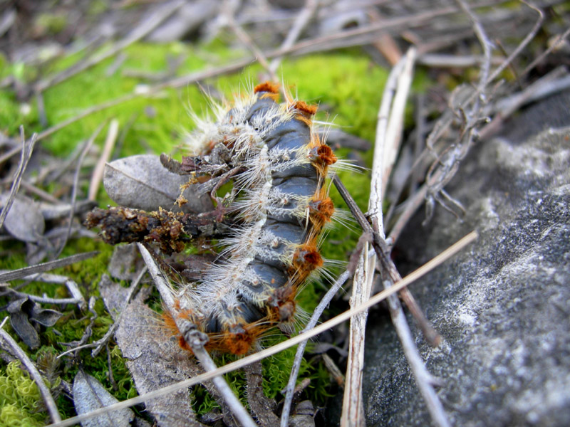 Processionaria del pino.....Thaumetopoea pityocampa (TN)