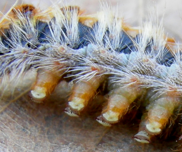 Processionaria del pino.....Thaumetopoea pityocampa (TN)