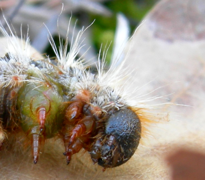 Processionaria del pino.....Thaumetopoea pityocampa (TN)