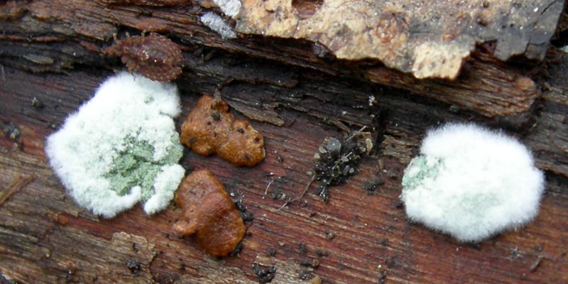 da determinare....lignicoli