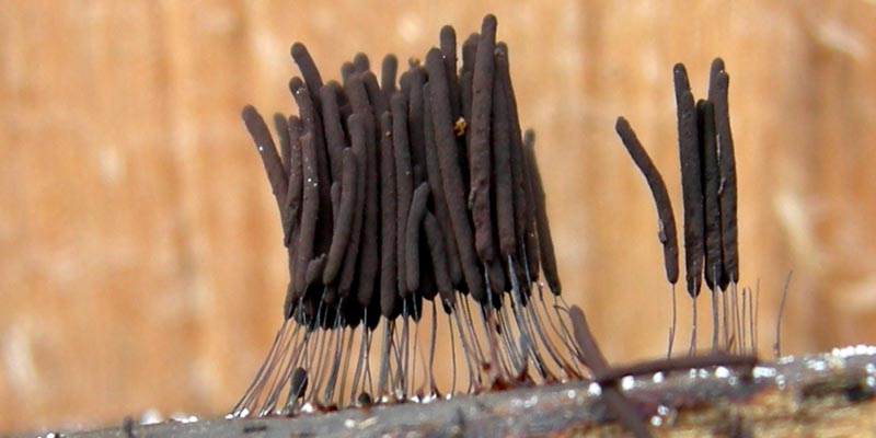 da determinare....lignicoli