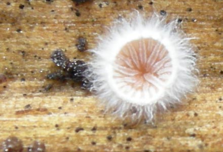 da determinare....lignicoli