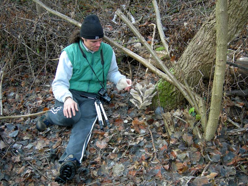 A caccia di Pleurotus ostreatus.....chiamati i  geloni...