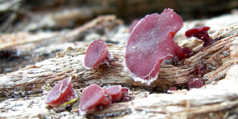 da determinare....lignicoli