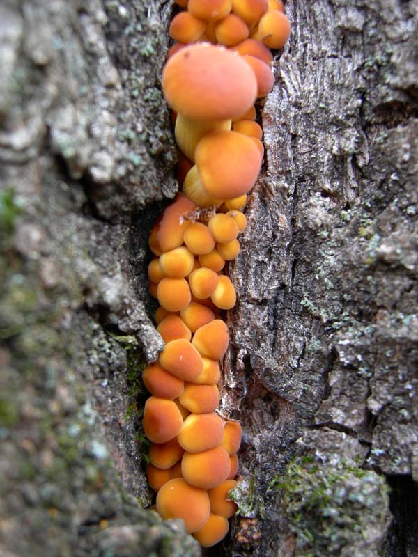 da determinare....lignicoli