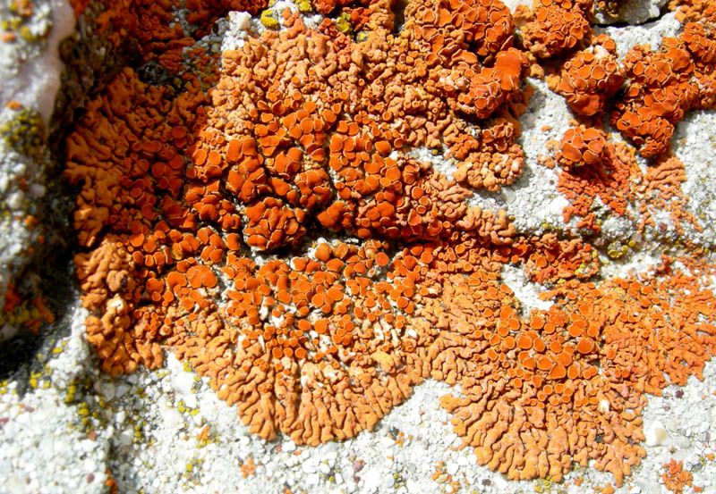 Col Santo (Pasubio)......escursione