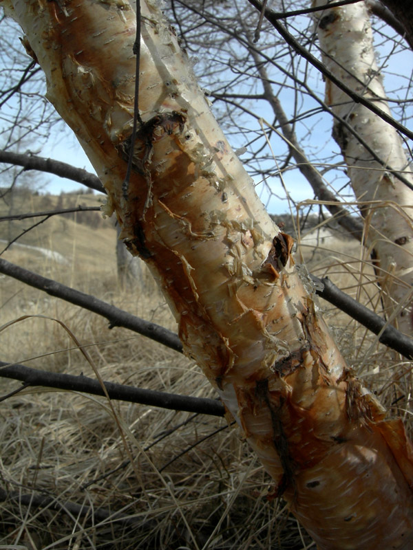Col Santo (Pasubio)......escursione