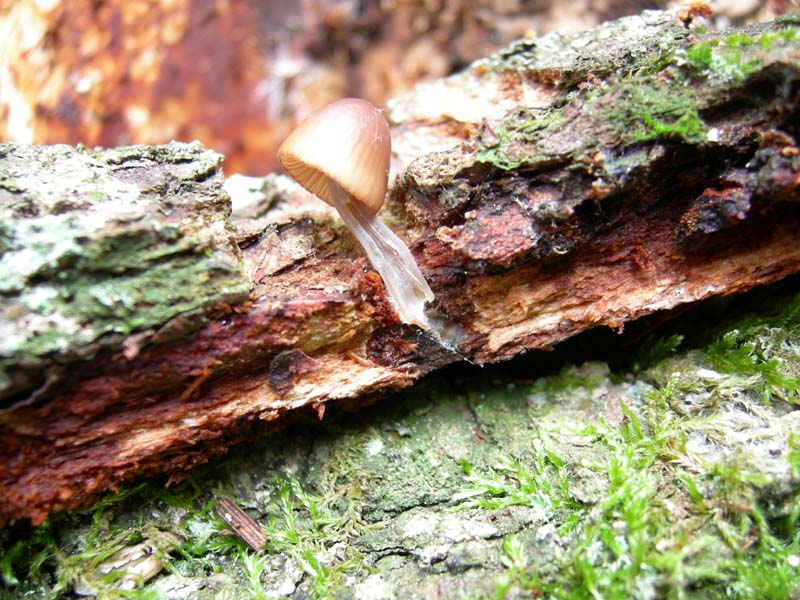 5..........da determinare