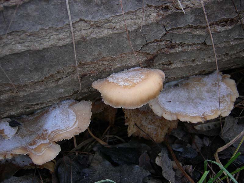 A caccia di Pleurotus ostreatus.....chiamati i  geloni...