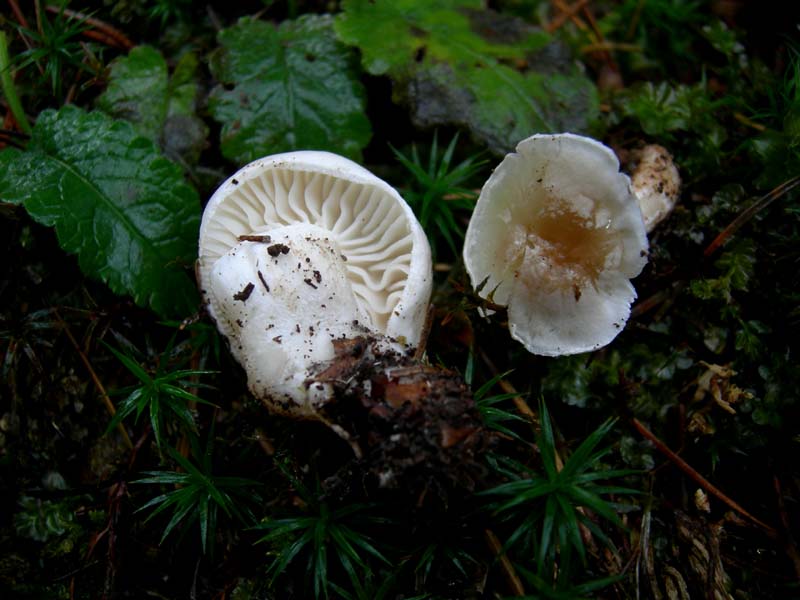 Funghi di oggi (8 dic 06)...