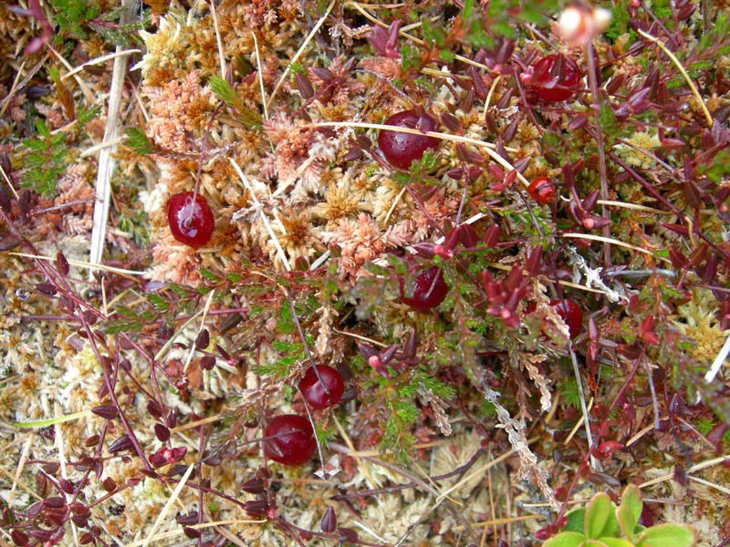 Vaccinium oxycoccos tra Sphagnum sp.