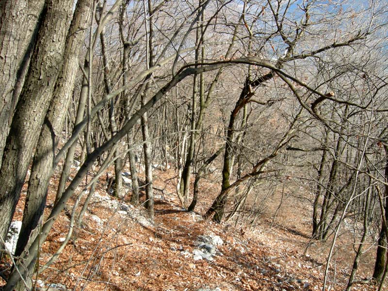 Tracce di ragni e insetti