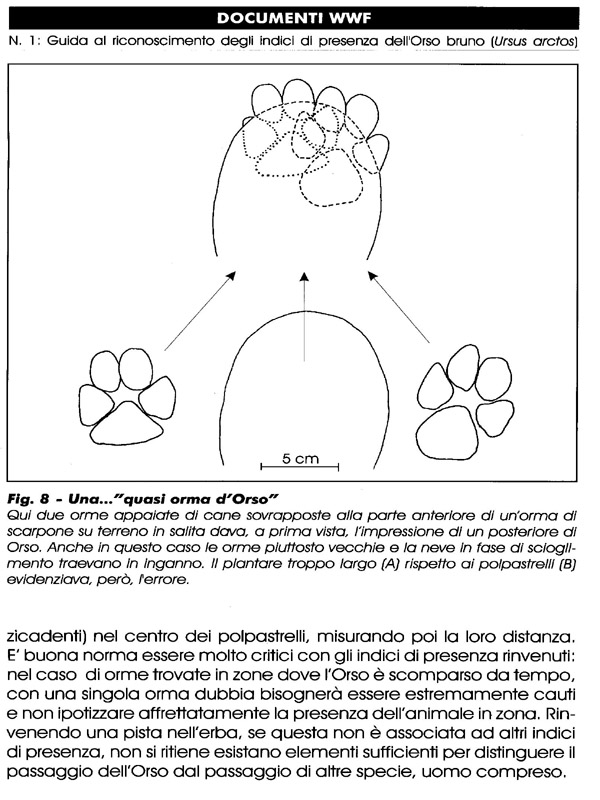 Ursus arctos.....le tracce e le orme