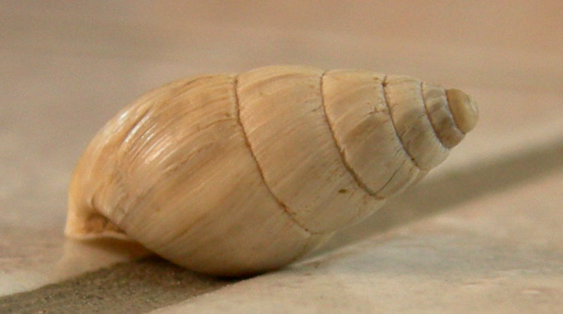 Zebrina (Zebrina) detrita (O.F. Mller, 1774)