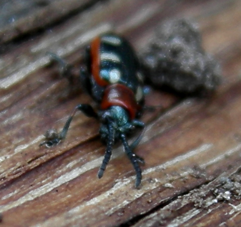 Crioceris asparagi (Coleoptera, Chrysomelidae)