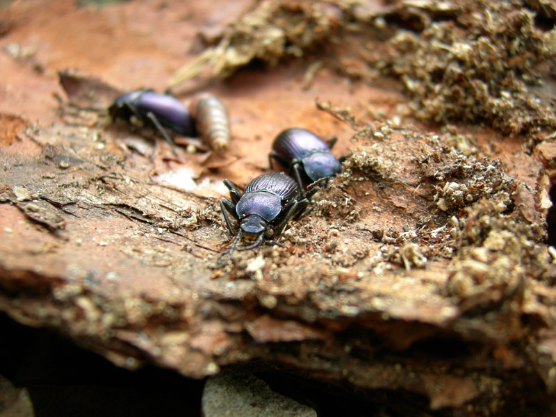 Helops sp.