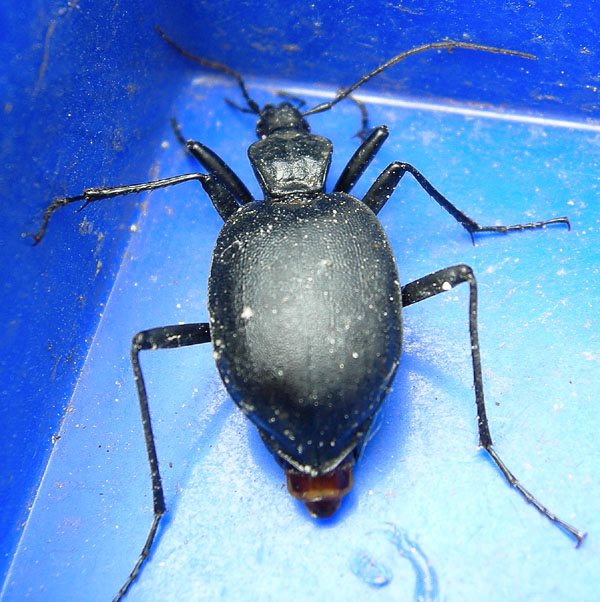 Cychrus italicus